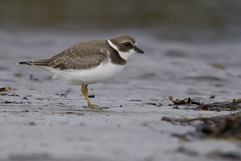Semipalmated Plover
