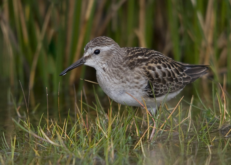 Least Sandpiper