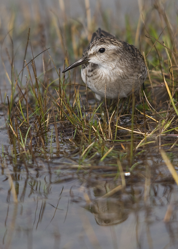Least Sandpiper