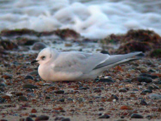 Ross's Gull