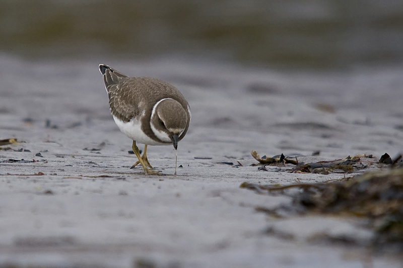 Semipalmated Plover