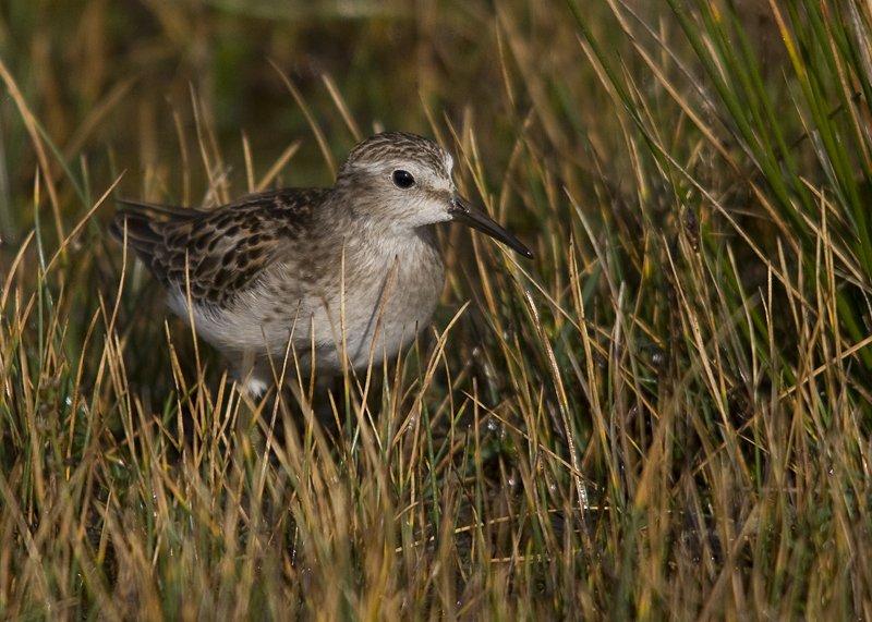 Least Sandpiper