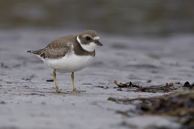 Semipalmated Plover