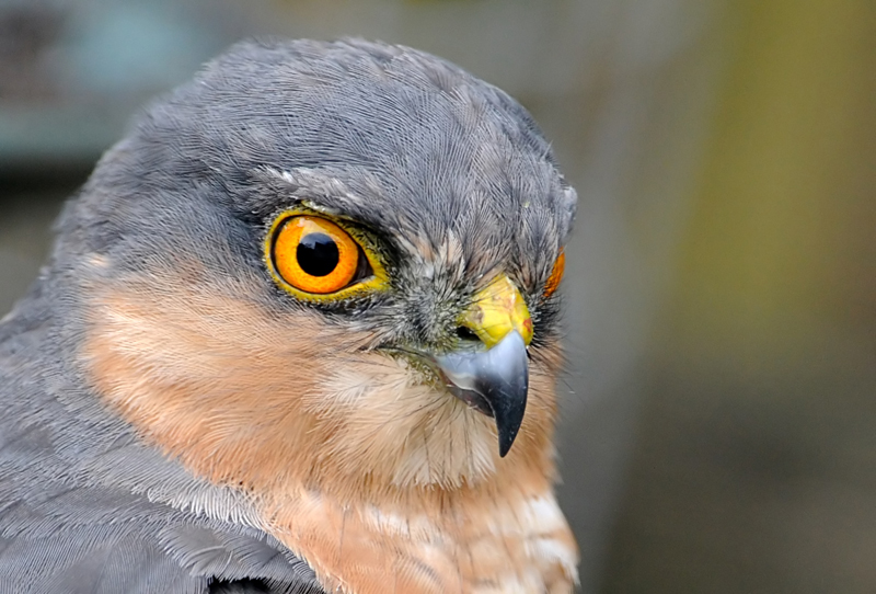 Sparrowhawk
