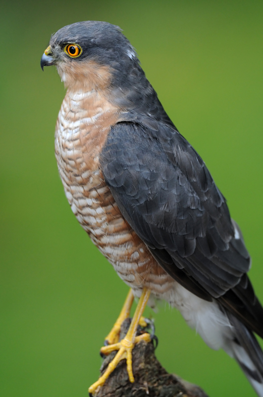 Sparrowhawk