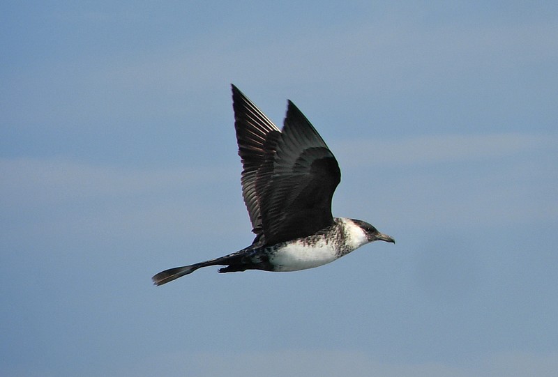 Pomarine Skua