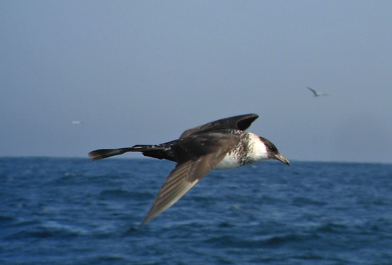 Pomarine Skua