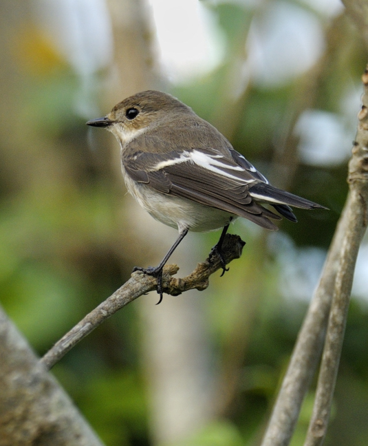 Pied Flycatcher