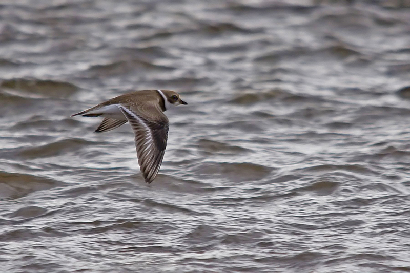 Semipalmated Plover