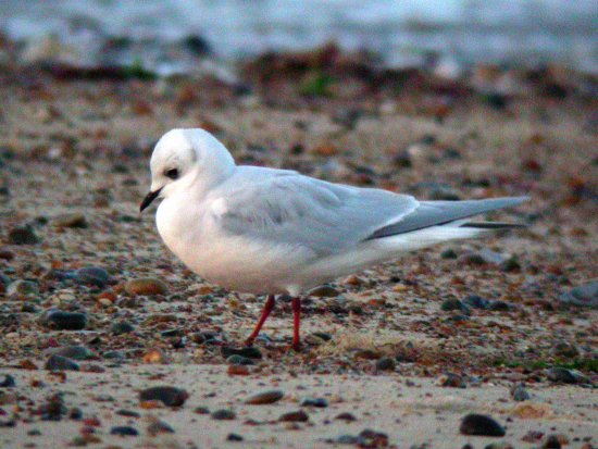 Ross's Gull