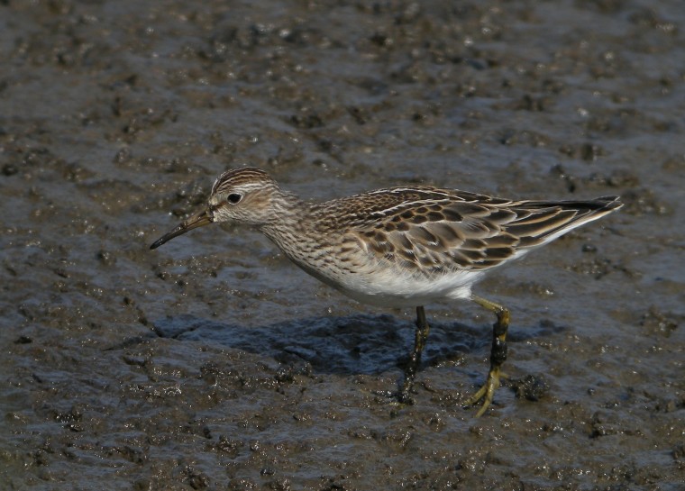 Pectoral Sandpiper
