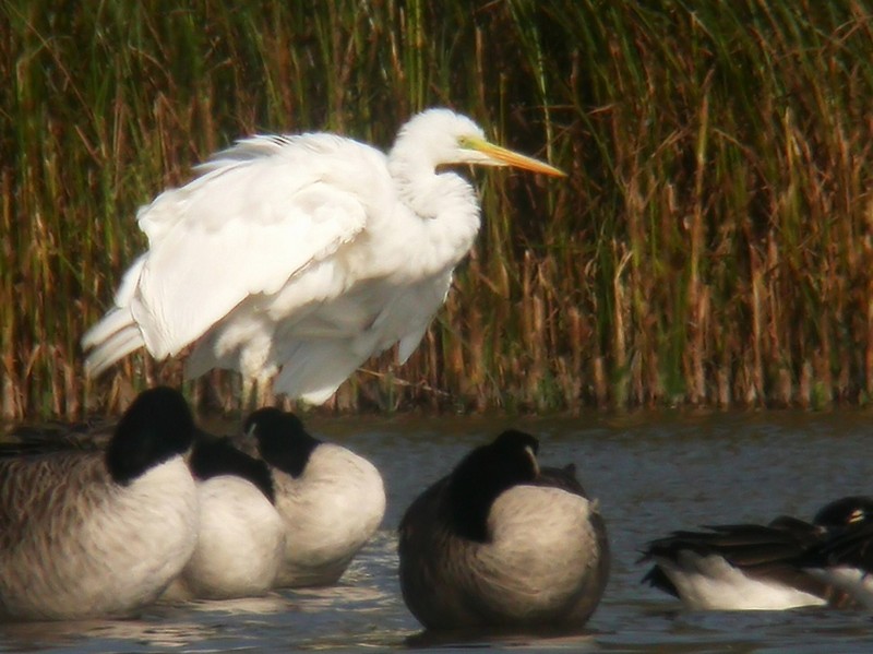 Great White Egret