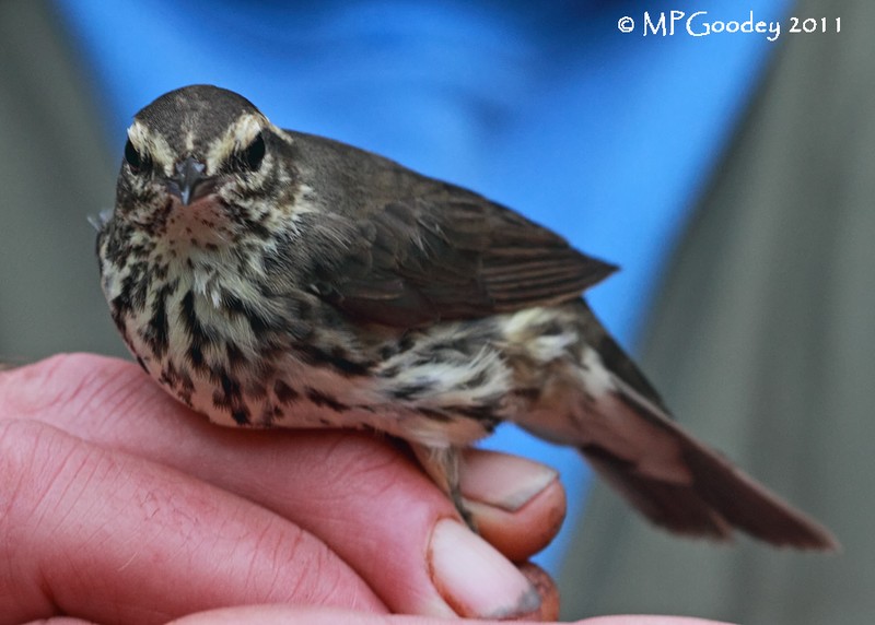 Northern Waterthrush