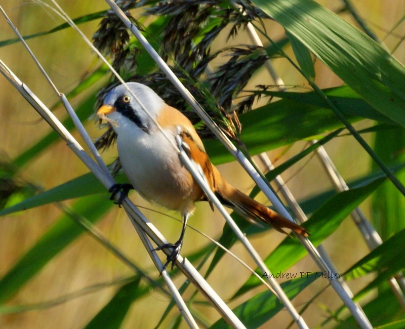 Bearded Tit