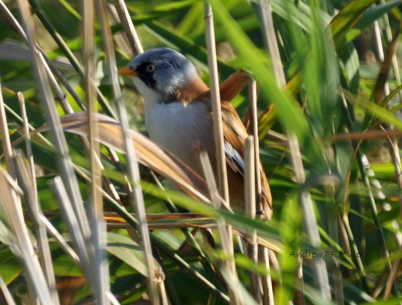 Bearded Tit