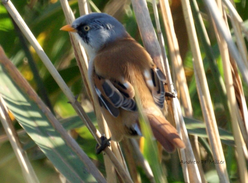 Bearded Tit