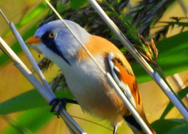 Bearded Tit