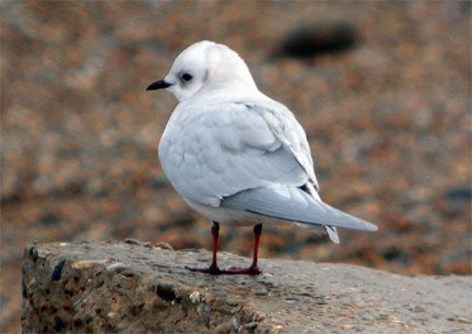 Ross's Gull