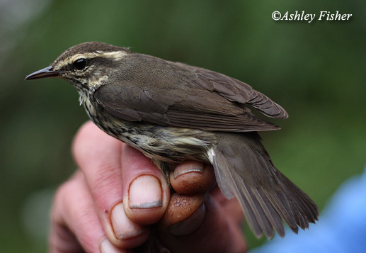 Northern Waterthrush
