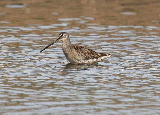 Long-billed Dowitcher