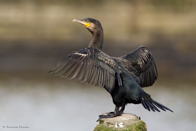 Cormorant