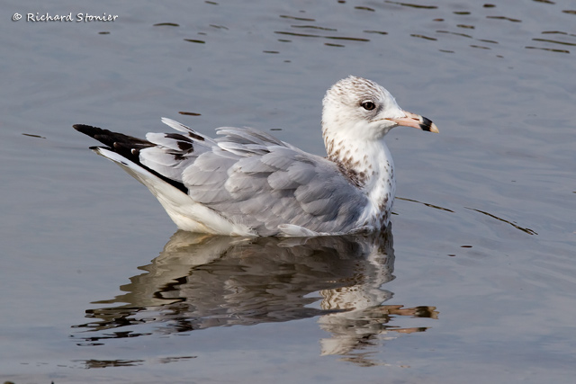 Ring-billed Gull