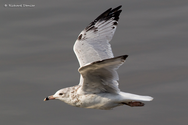 Ring-billed Gull