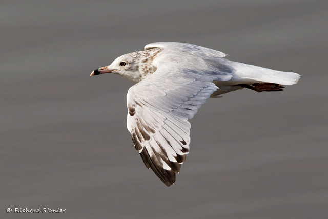 Ring-billed Gull