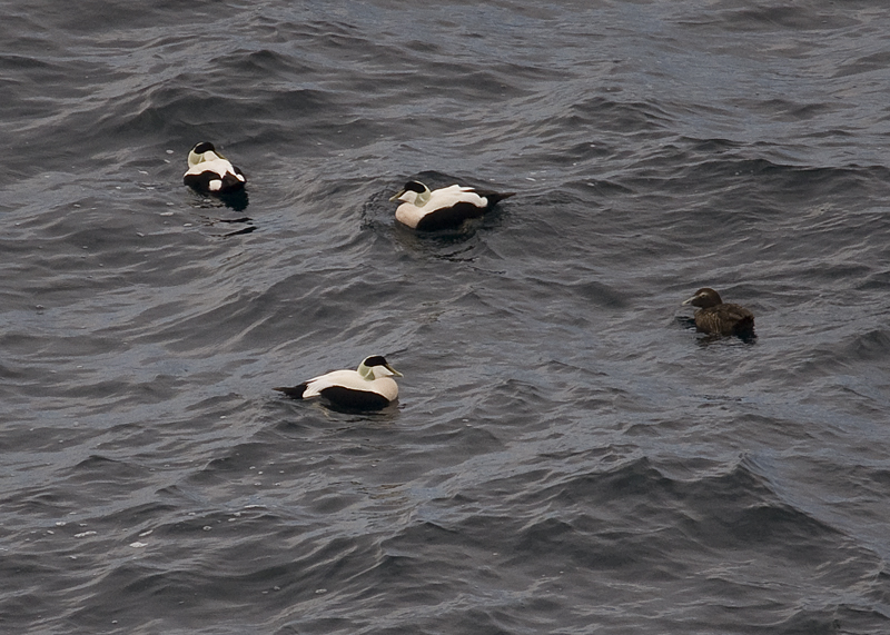 Northern Eider