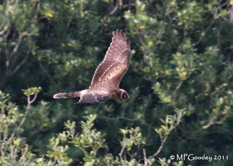 Pallid Harrier