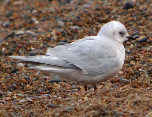 Ross's Gull