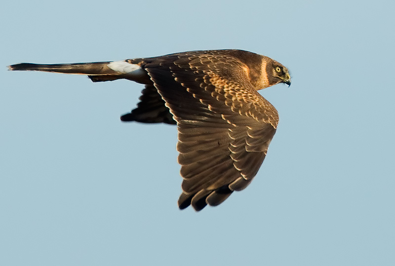 Pallid Harrier