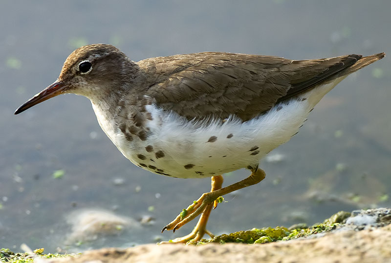 Spotted Sandpiper