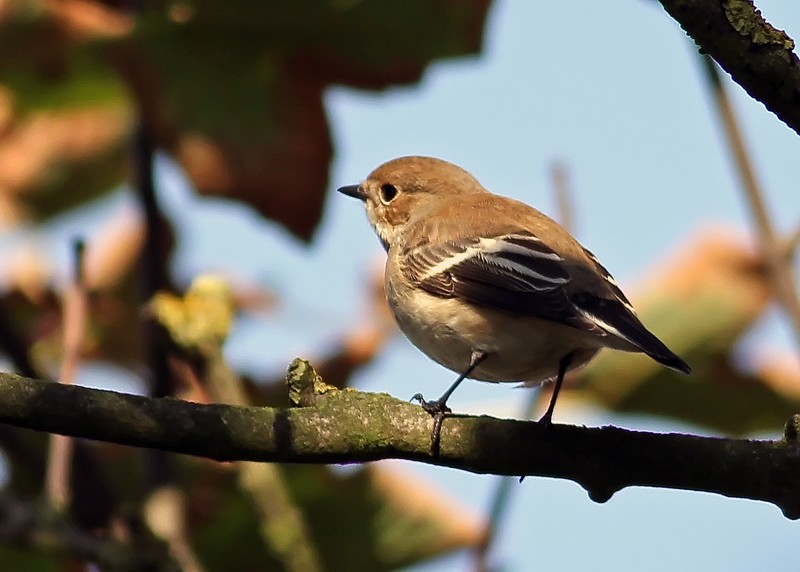 Pied Flycatcher
