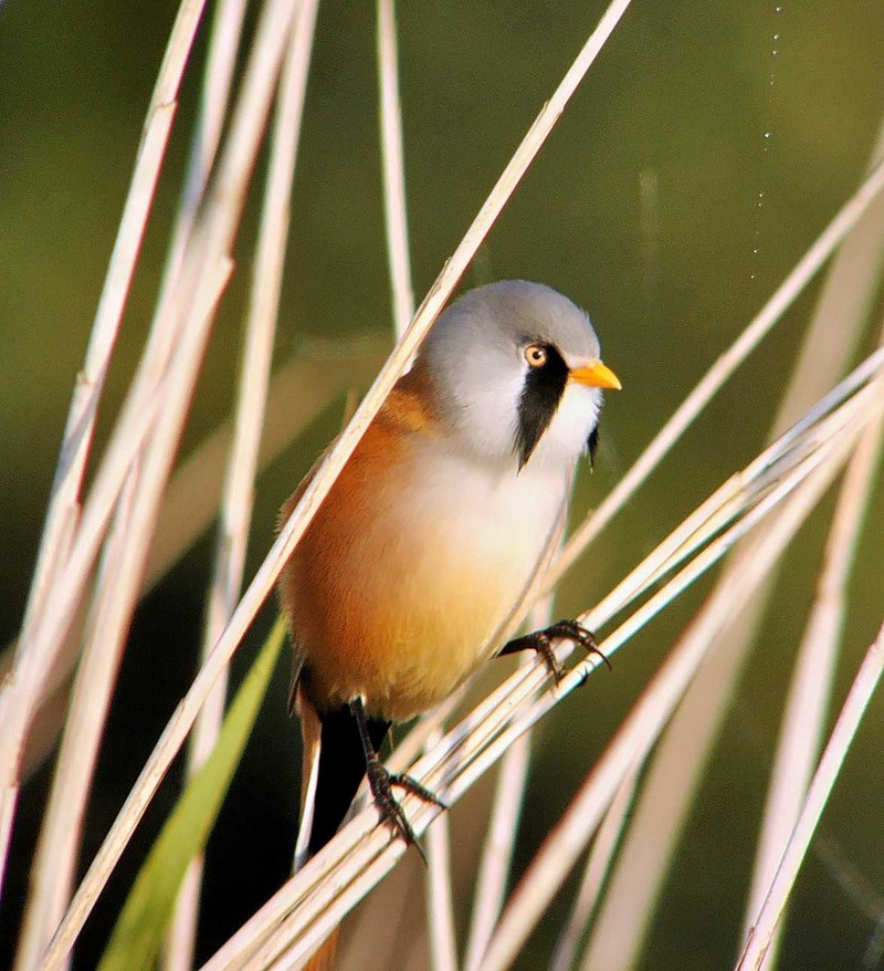 Bearded Tit