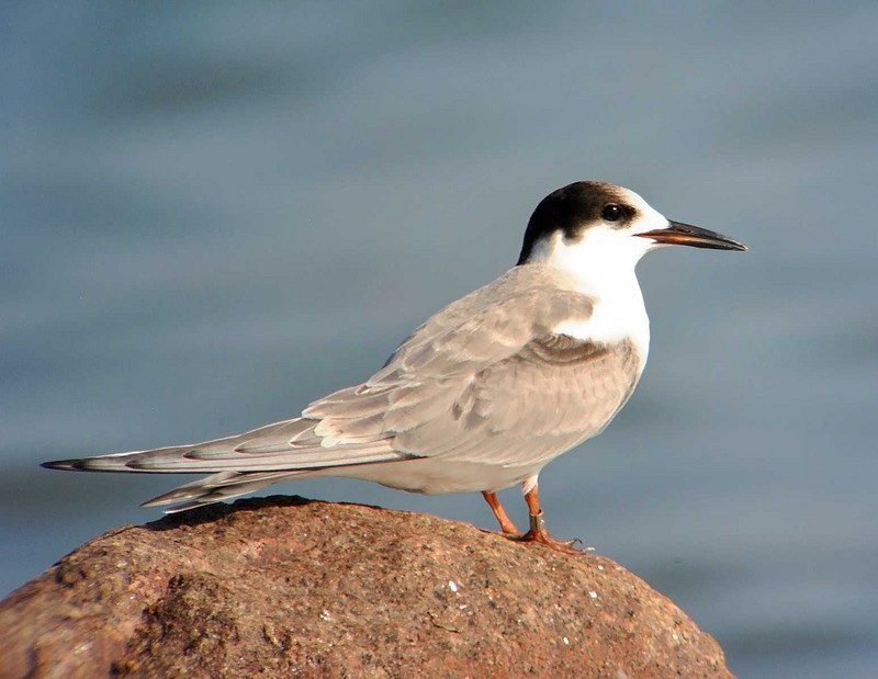 Common Tern