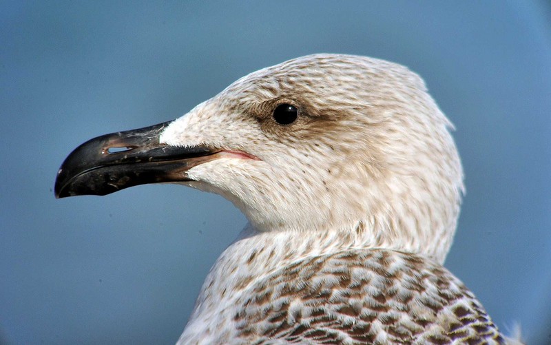 Great Black-backed Gull