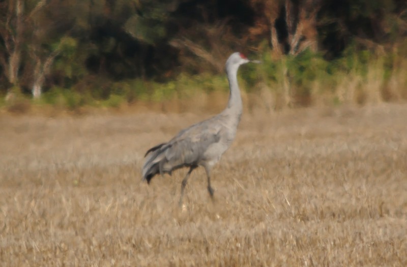 Sandhill Crane