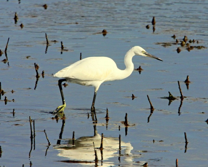 Little Egret