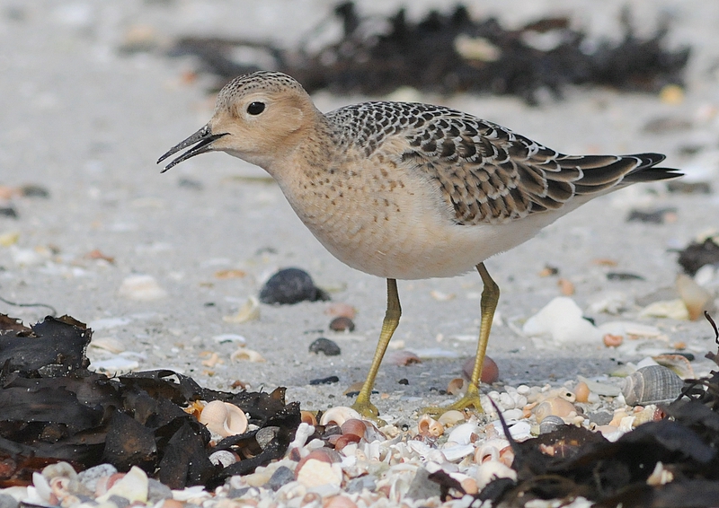 Buff-breasted Sandpiper