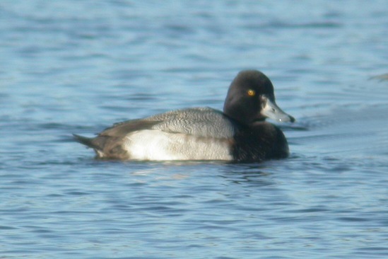 Lesser Scaup