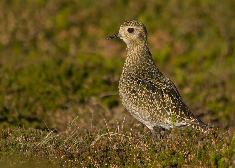 Golden Plover