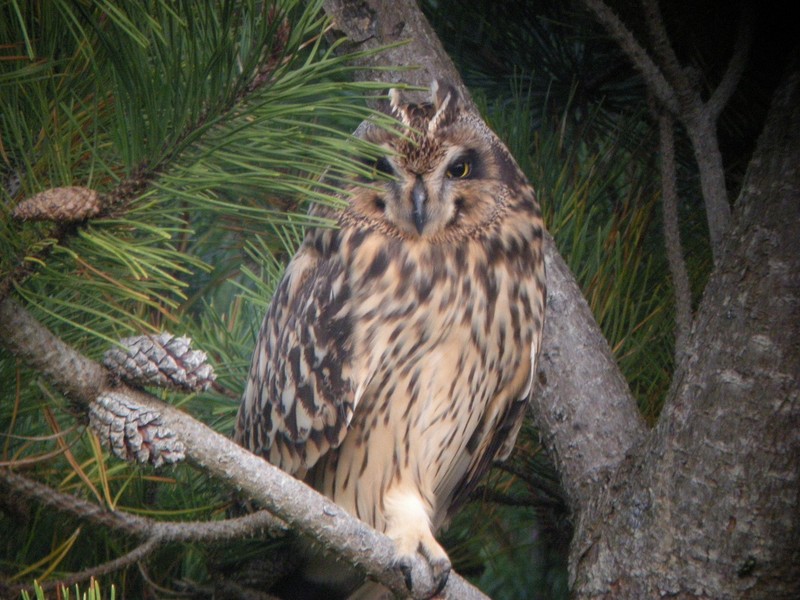 Short-eared Owl