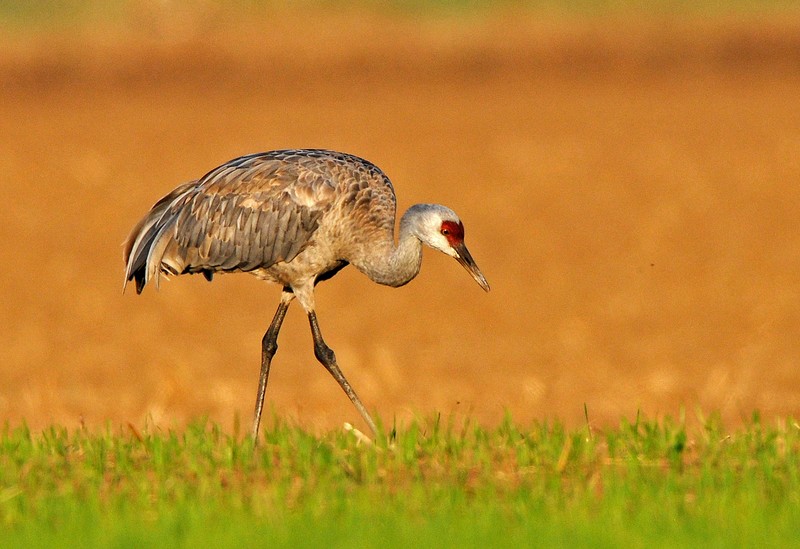 Sandhill Crane