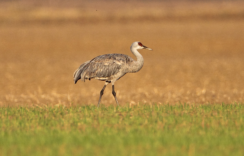 Sandhill Crane