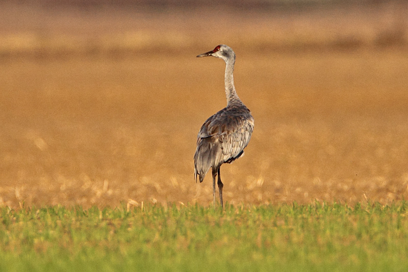 Sandhill Crane