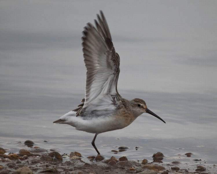 Curlew Sandpiper