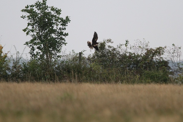 Pallid Harrier