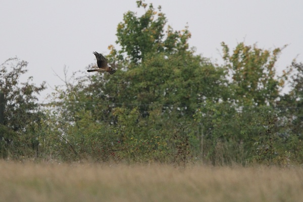 Pallid Harrier