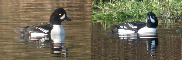 Barrow's Goldeneye